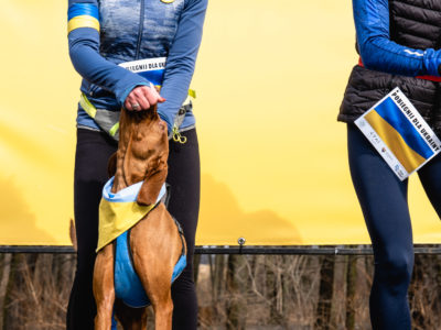 psy podczas biegu dla Ukrainy na tle flagi